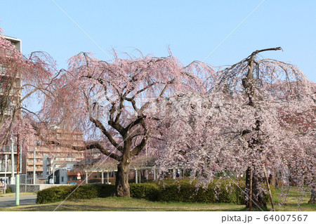 仙台市榴ヶ岡公園の桜 仙台市榴ヶ岡公園の桜 64007567