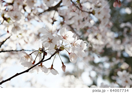 花 花びら 春の花 64007734