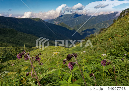 中ノ岳・兎岳の鞍部のアザミの花と荒沢岳 64007748