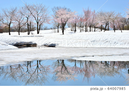 魚沼市福山の雪上桜 64007985