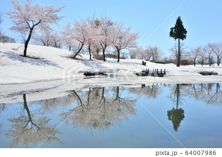 魚沼市福山の雪上桜 魚沼市福山の雪上桜 64007986