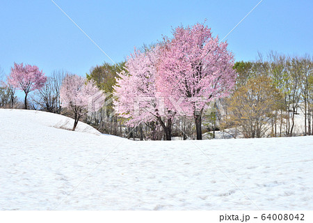 魚沼の雪上桜　ソメイヨシノとオオヤマザクラ 64008042
