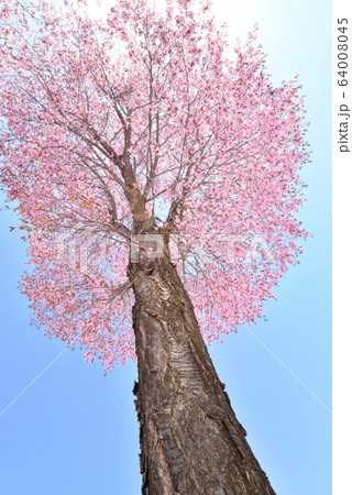 オオヤマザクラ 64008045