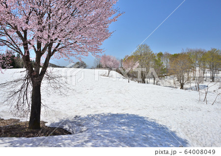 魚沼の雪上桜と新緑 64008049