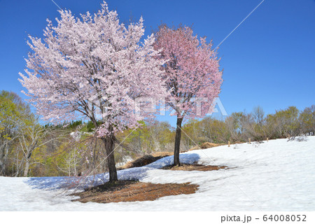 魚沼の雪上桜 ソメイヨシノとオオヤマザクラ 魚沼の雪上桜 ソメイヨシノとオオヤマザクラ 64008052
