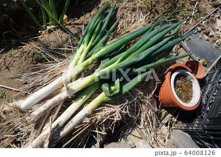 名物　深谷ネギ　新鮮 64008126