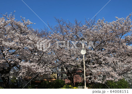 神戸市灘区福住公園の桜 神戸市灘区福住公園の桜 64008151
