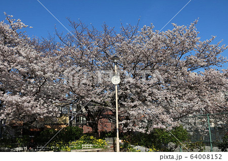 神戸市灘区福住公園の桜 64008152