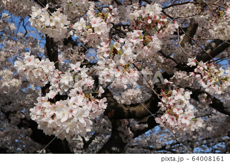 神戸市灘区福住公園の桜 神戸市灘区福住公園の桜 64008161