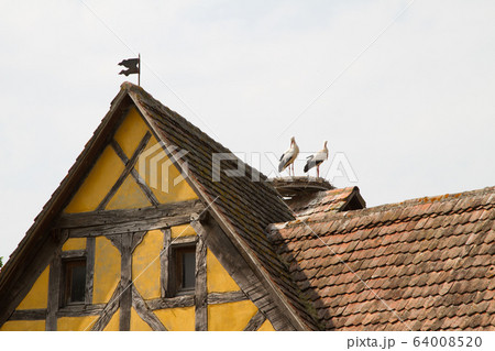 Stork on a roof at the ecomusee in Alsace 64008520