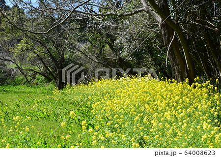 生目古墳群史跡公園・菜の花 64008623