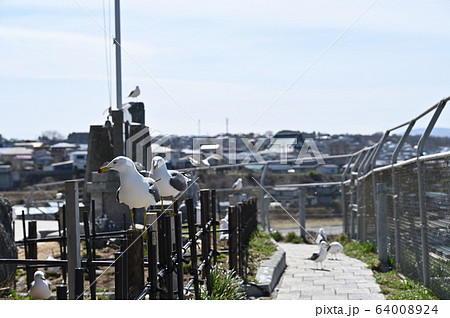 蕪島神社のウミネコ 蕪島神社のウミネコ 64008924