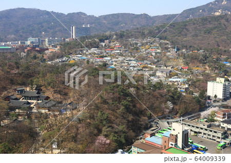 レンギョウ 北朝鮮産 草花 64009339