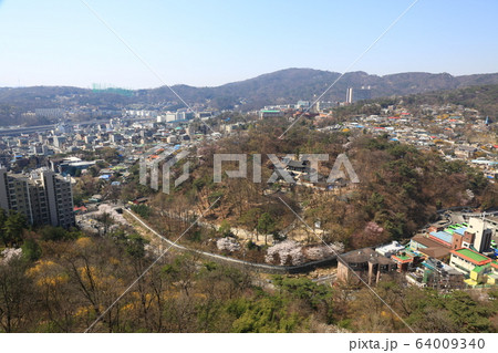 レンギョウ 北朝鮮産 草花 64009340