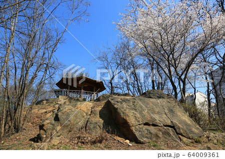 レンギョウ 北朝鮮産 草花 64009361