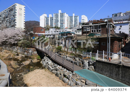 レンギョウ 北朝鮮産 草花 64009374