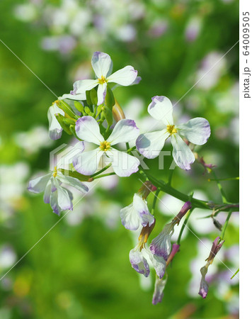 大根 花 の写真素材