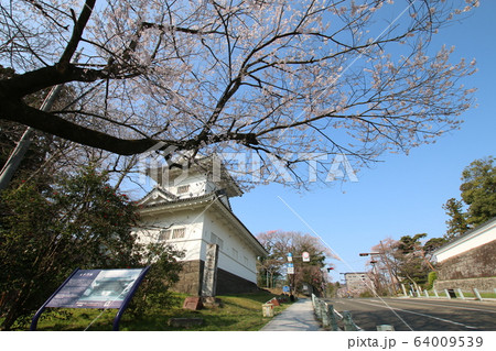 大手門跡脇櫓と桜 大手門跡脇櫓と桜 64009539