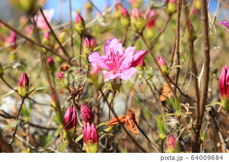 レンギョウ 五葉松 64009684