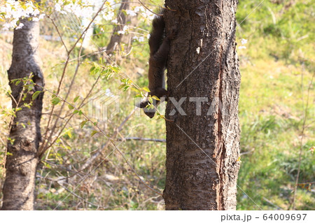 レンギョウ 五葉松 64009697
