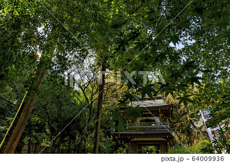 青空と緑もみじに包まれる夏の終わりの古都鎌倉浄智寺 青空と緑もみじに包まれる夏の終わりの古都鎌倉浄智寺 64009936