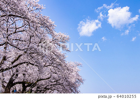 桜満開の並木道を歩いて 桜満開の並木道を歩いて 64010255