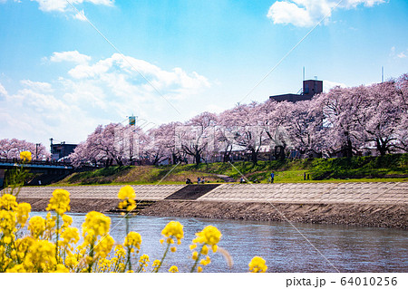 桜満開の並木道（足羽川と菜の花と桜と） 64010256