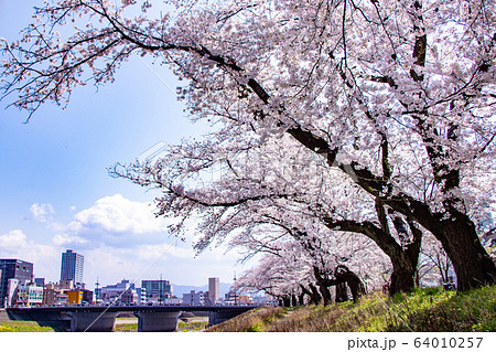 桜満開の並木道を歩いて（桜の大木と市街地） 64010257