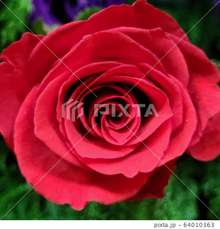 赤いバラ 長 花 64010363