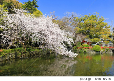 【静岡県】桜が満開の三嶋大社（厳島神社） 64010510
