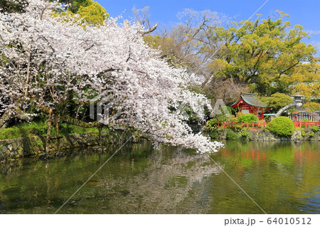 【静岡県】桜が満開の三嶋大社（厳島神社） 64010512
