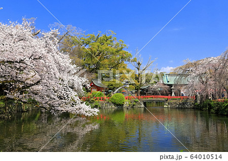 【静岡県】桜が満開の三嶋大社（厳島神社） 64010514