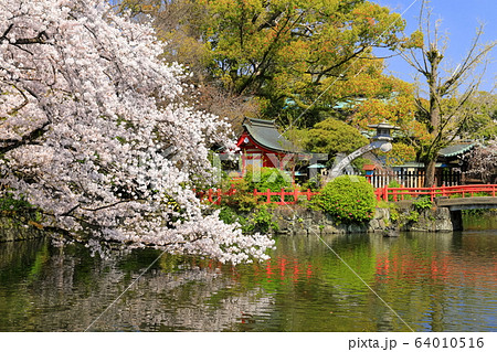 【静岡県】桜が満開の三嶋大社（厳島神社） 64010516