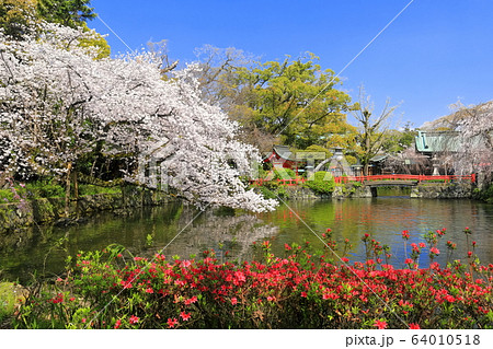 【静岡県】桜が満開の三嶋大社(厳島神社) 【静岡県】桜が満開の三嶋大社(厳島神社) 64010518