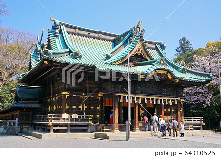 【静岡県】桜が満開の三嶋大社(御本殿) 【静岡県】桜が満開の三嶋大社(御本殿) 64010525