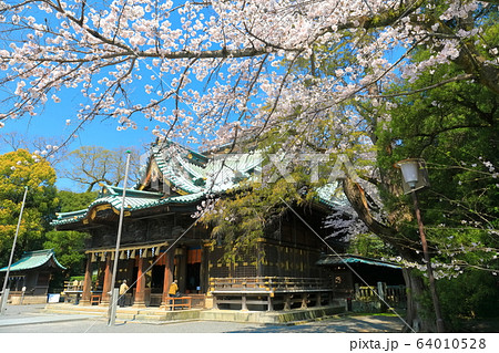 【静岡県】桜が満開の三嶋大社（御本殿） 64010528