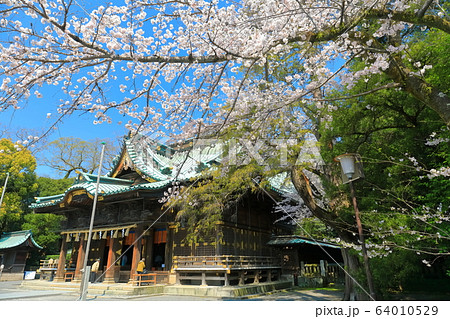 【静岡県】桜が満開の三嶋大社（御本殿） 64010529