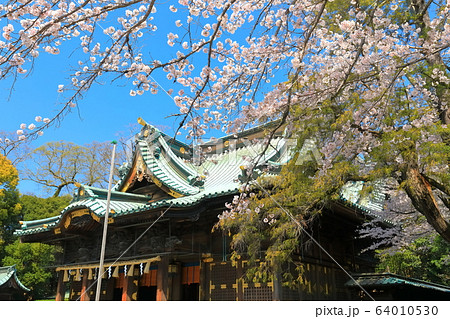 【静岡県】桜が満開の三嶋大社（御本殿） 64010530