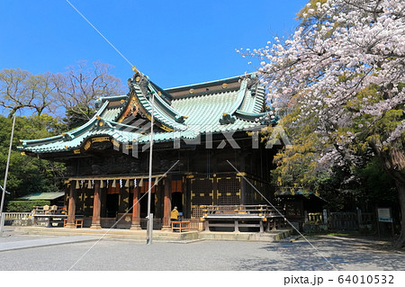 【静岡県】桜が満開の三嶋大社（御本殿） 64010532