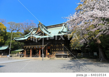 【静岡県】桜が満開の三嶋大社（御本殿） 64010534