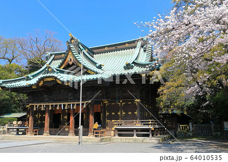 【静岡県】桜が満開の三嶋大社（御本殿） 64010535