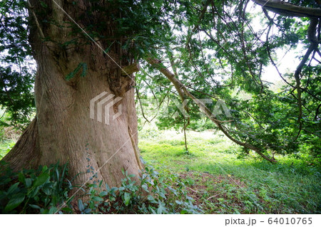 太くて大きなカヤの木 64010765