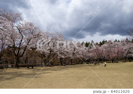 樹木公園の桜 樹木公園の桜 64011020