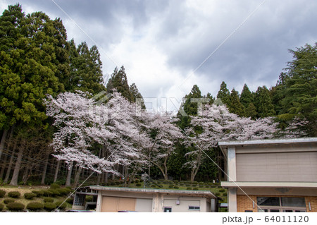 樹木公園の桜 樹木公園の桜 64011120