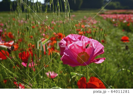 ポピーの花畑 64011281