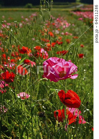 ポピーの花畑 64011286