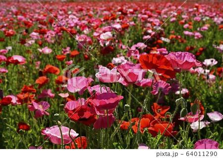 ポピーの花畑 64011290