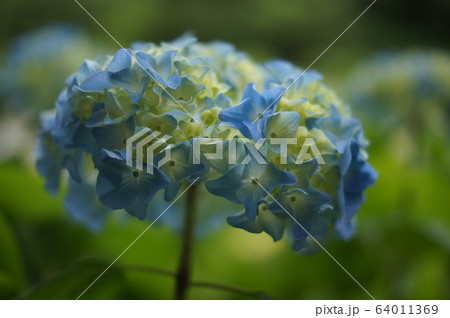 咲き始めの紫陽花 64011369