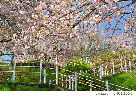 横浜・本牧山頂公園 64011650