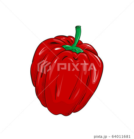Red bell pepper, vector in flat cartoon style. Healthy eating concept. 64011681